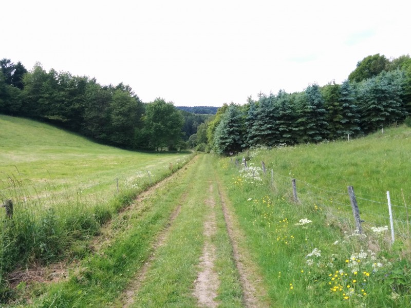 Westerwald Etappe 10: Wiesenweg
