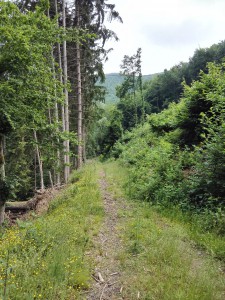 Waldweg am Saar-Hunsrück-Steig auf der Etappe 23 von Morshausen nach Oppenhausen
