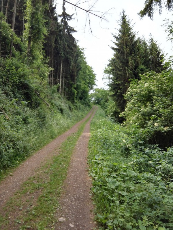 Weg zur Ehrenburg auf dem Saar-Hunsrück-Steig