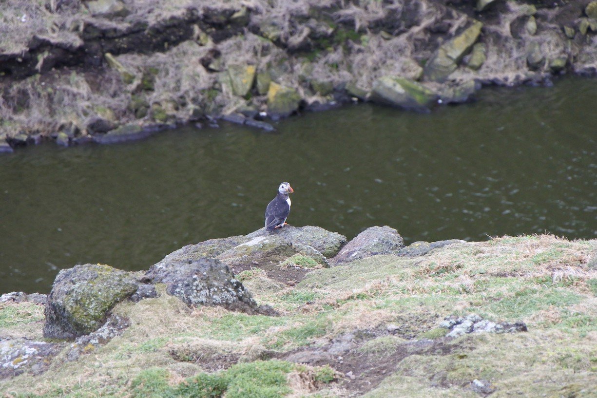 Einzelner Papageientaucher auf dem Felsen auf der Isle of May in Fife/Schottland