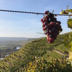 Aufgehängte Dolde mit Ausblick über die Weinberge in Richtung Hessigheim