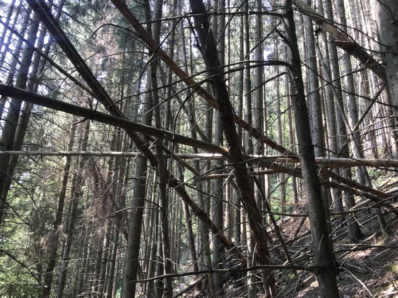 Mikado Wald in Luxemburg