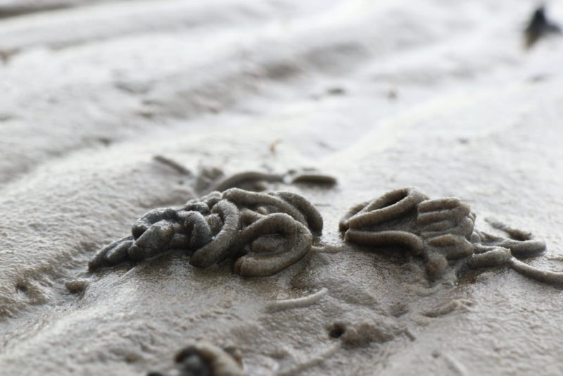 Sandausscheidungen eines Sandpierwurms