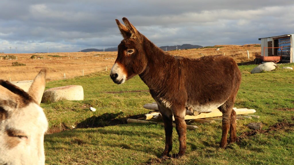Esel kurz vor dem Dolmen Kilclooney im County Donegal