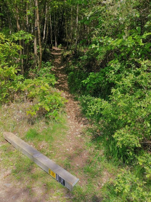 Unscheinbare Abzweigung auf den Pfad durch einen Birken-Buchen-Mischwald
