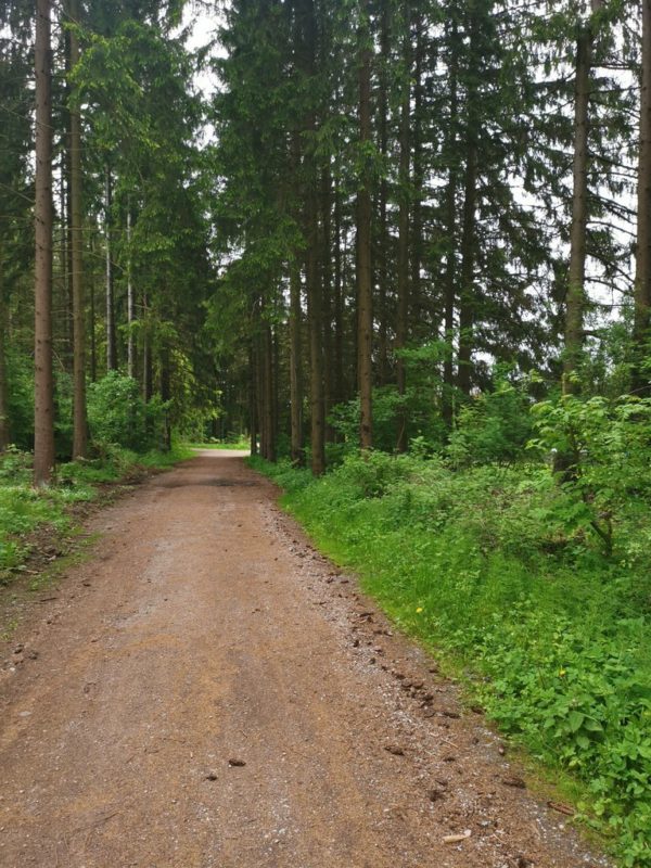 Breiter Waldweg