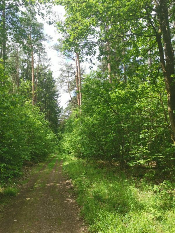 Waldweg nach dem Sportplatz