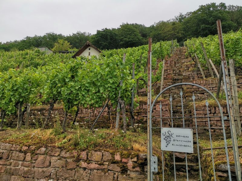 Ein Teil der Anbaufläche des Bio Weinguts Stritzinger in Klingenberg