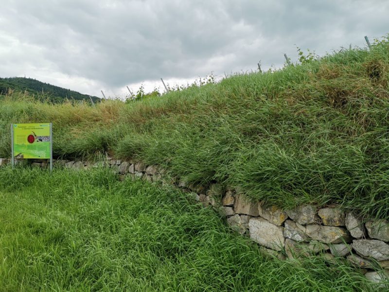 Trockenmauer für Eidechsen und Co. auf dem Schambachtal-Erlebnispfad