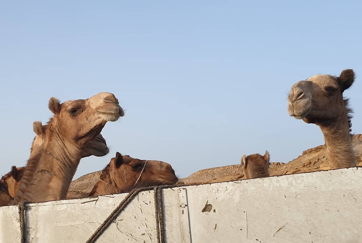 Kamele! (Foto: Stefan Weißer)