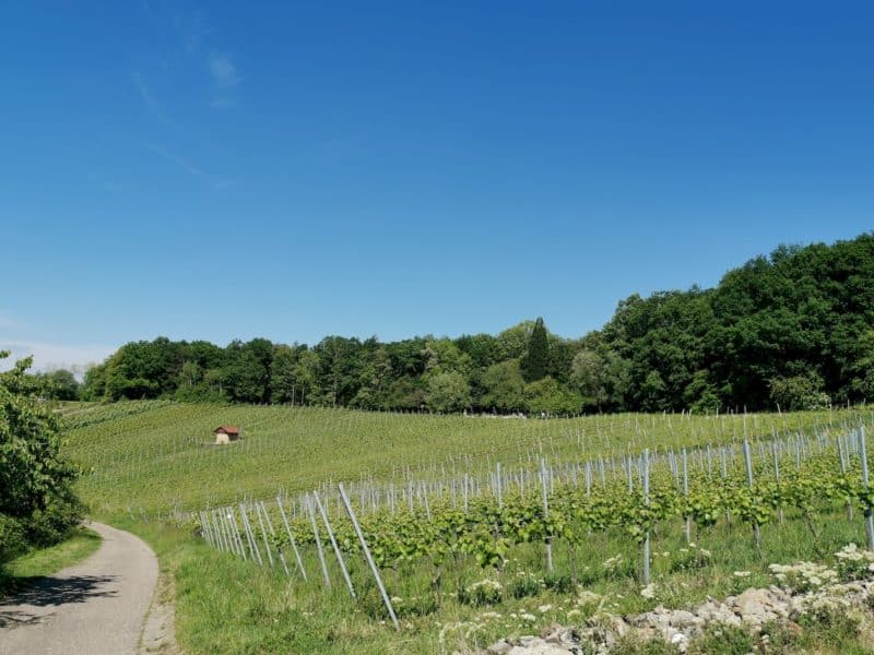 Blick in den Weinberg mit leicht zu erkennenden Grillplatz Karlstein oben etwa in der Mitte am Waldrand