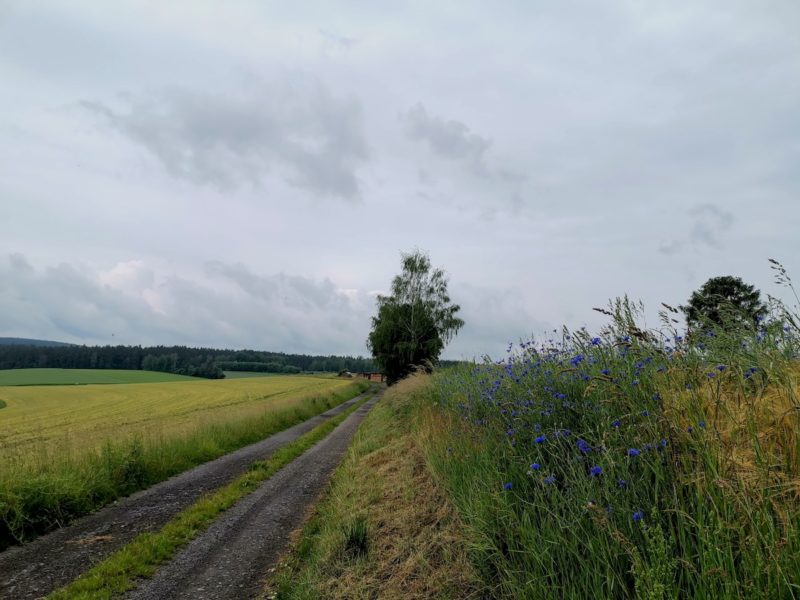 Gerade aus geht es hier auf dem Nurtschweg, die Freiheit des Wanderns genießen