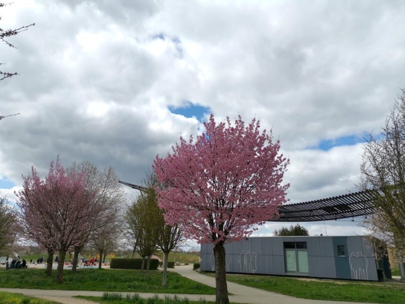 Kirschbäume am Hubschrauber Spielplatz Scharnhausen