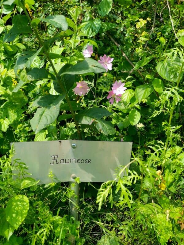 Flaumrose mit Blüten auf dem Wildrosenlehrpfad (und ich hoffe, es ist sie auch und kein Unkraut ;))