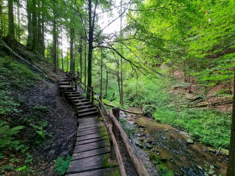 Stege führen durch den Wald durch das Strümpeflbachtal