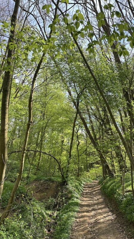 Herrlicher Waldweg, leicht bergauf