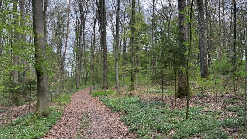 Wald, Wald, Wald...