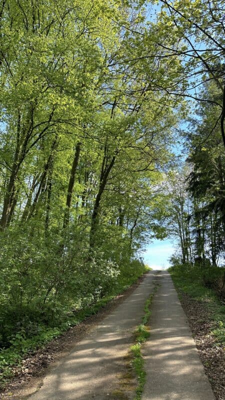 Und raus geht es aus dem Wald, wieder leicht bergauf