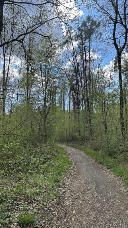 Ab in den Wald auf einem maeandernden Waldweg